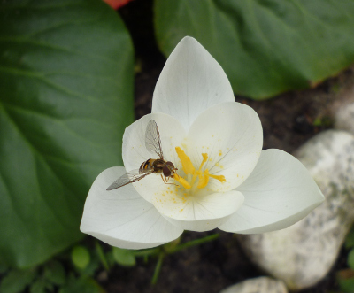 Crocus goulimyi 'Mani White' (AUT) 